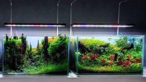 Tren "Aquascape" Kini Jadi Terapi Stres Baru Pekerja Kantoran