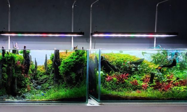 Tren “Aquascape” Kini Jadi Terapi Stres Baru Pekerja Kantoran