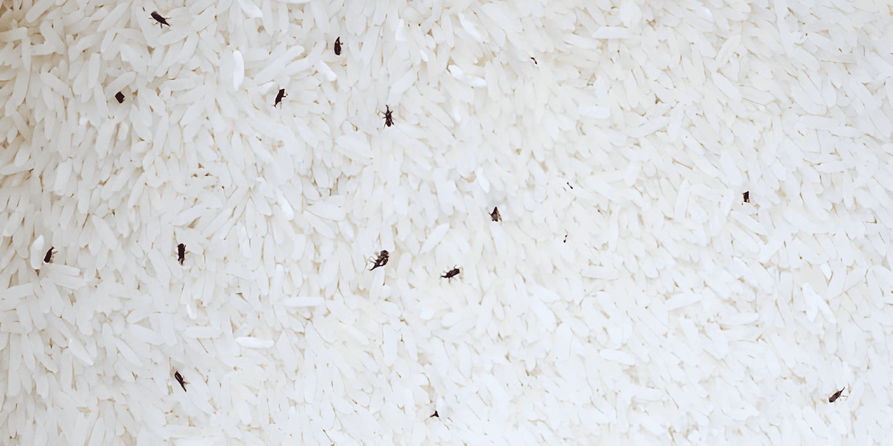 Tips Cegah Kutu Di Penyimpanan Beras Dengan Daun Salam