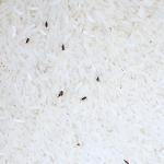 Tips Cegah Kutu Di Penyimpanan Beras Dengan Daun Salam