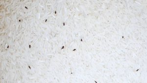 Tips Cegah Kutu Di Penyimpanan Beras Dengan Daun Salam