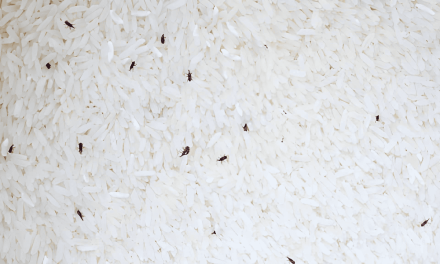 Tips Cegah Kutu Di Penyimpanan Beras Dengan Daun Salam