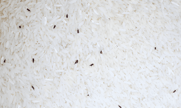 Tips Cegah Kutu Di Penyimpanan Beras Dengan Daun Salam