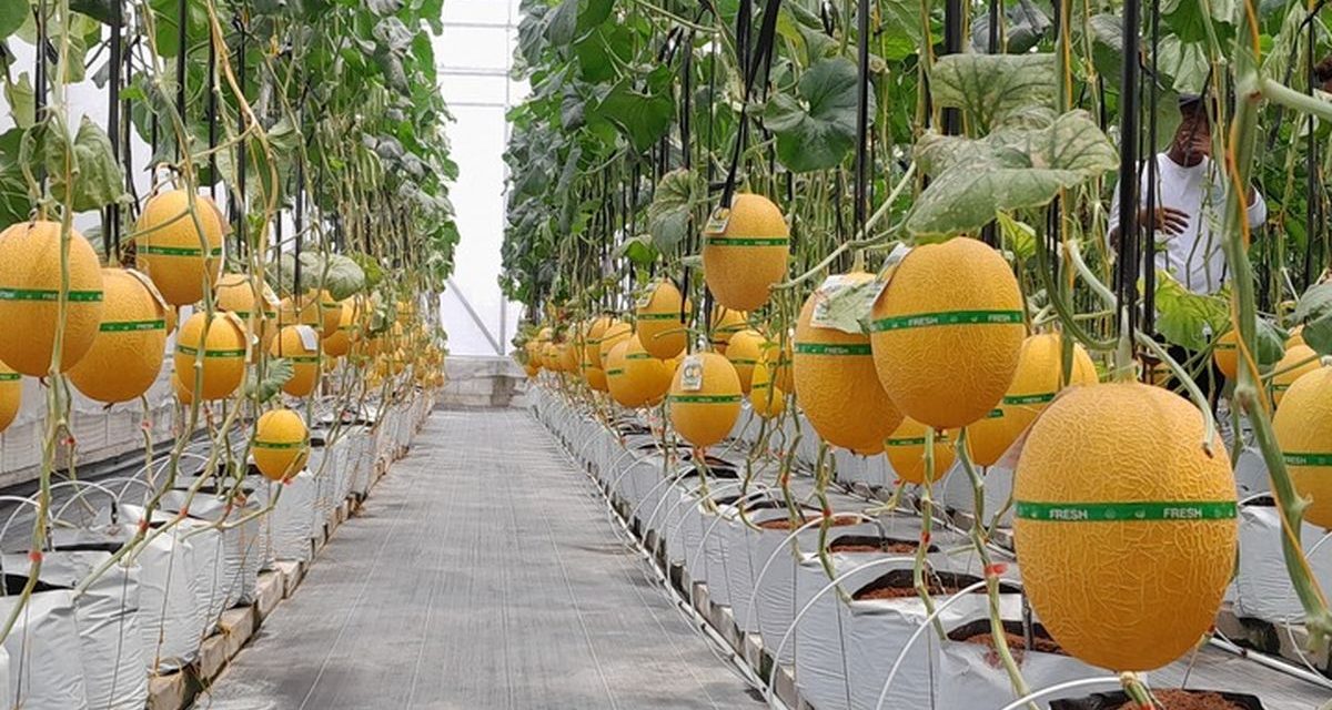 Petani Milenial Lembang Sukses Panen Melon Premium Hidroponik