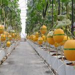 Petani Milenial Lembang Sukses Panen Melon Premium Hidroponik