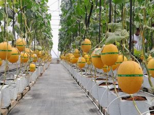 Petani Milenial Lembang Sukses Panen Melon Premium Hidroponik