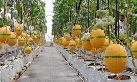 Petani Milenial Lembang Sukses Panen Melon Premium Hidroponik