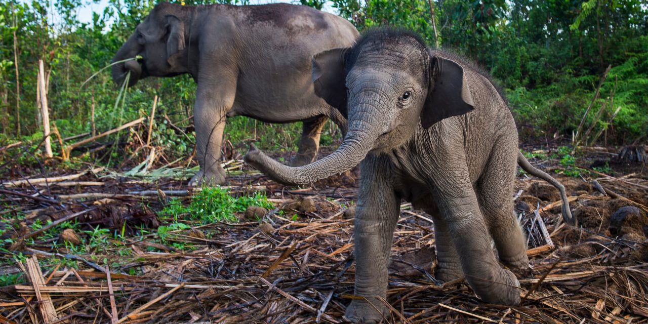 Anak Gajah Sumatra Lahir Sehat Di Taman Nasional Tesso Nilo