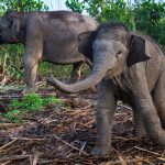 Anak Gajah Sumatra Lahir Sehat Di Taman Nasional Tesso Nilo