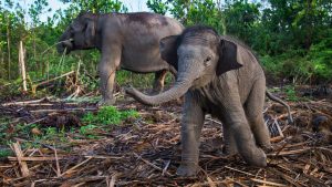 Anak Gajah Sumatra Lahir Sehat Di Taman Nasional Tesso Nilo