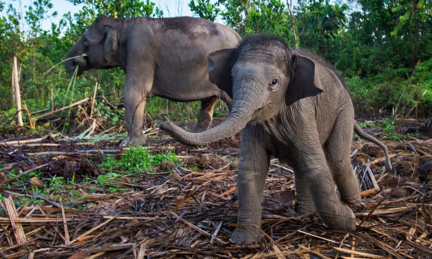 Anak Gajah Sumatra Lahir Sehat Di Taman Nasional Tesso Nilo