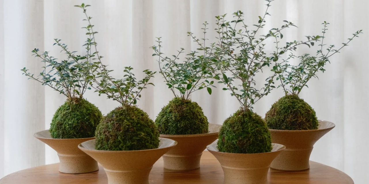 Seni Kokedama Jepang Jadi Pilihan Terapi Relaksasi Dan Dekorasi