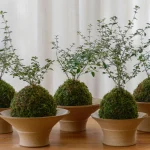 Seni Kokedama Jepang Jadi Pilihan Terapi Relaksasi Dan Dekorasi