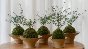 Seni Kokedama Jepang Jadi Pilihan Terapi Relaksasi Dan Dekorasi