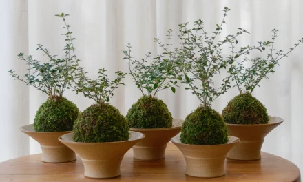 Seni Kokedama Jepang Jadi Pilihan Terapi Relaksasi Dan Dekorasi